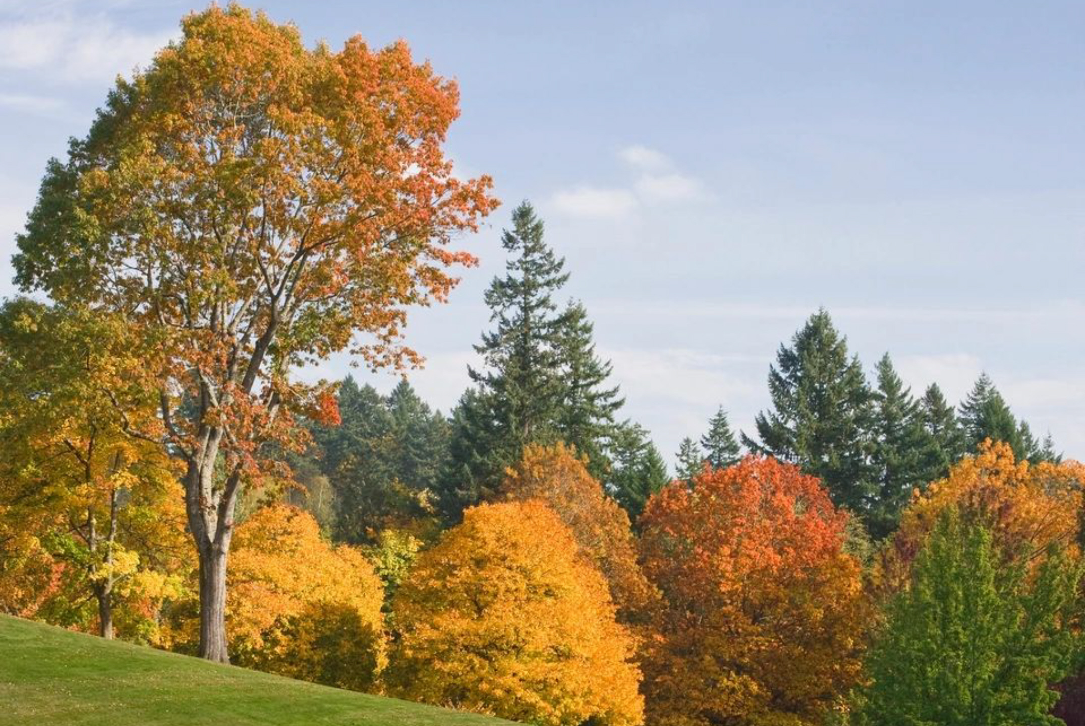 autumn trees