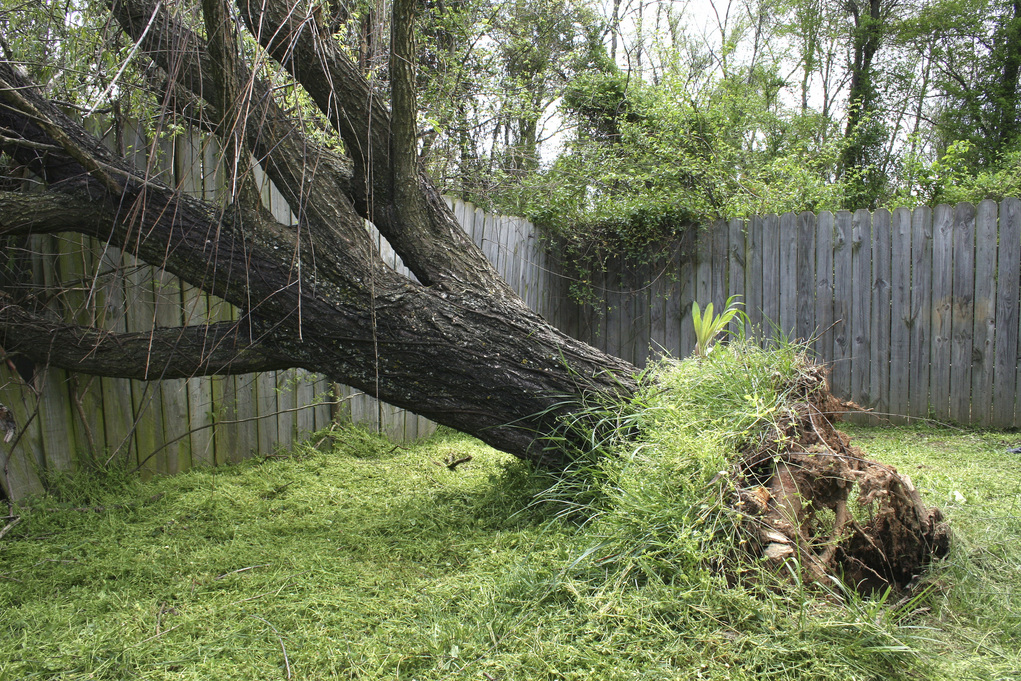 Large willow tree fallen into old wooden fence.