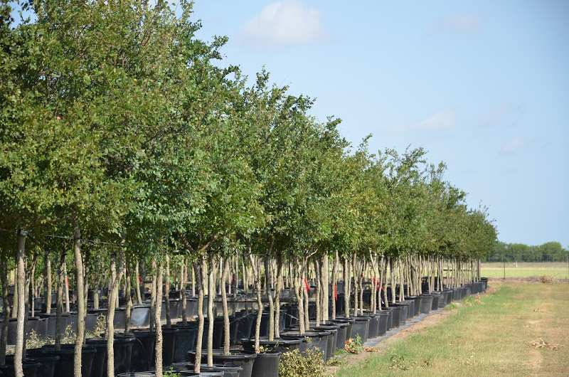 tree farm